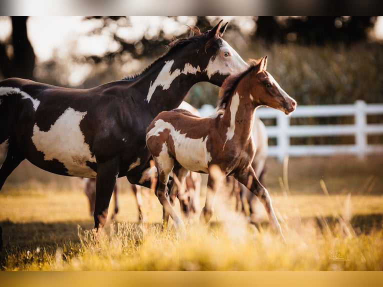 American Paint Horse Mix Gelding 1 year 15,1 hh Tobiano-all-colors in Oberhausen