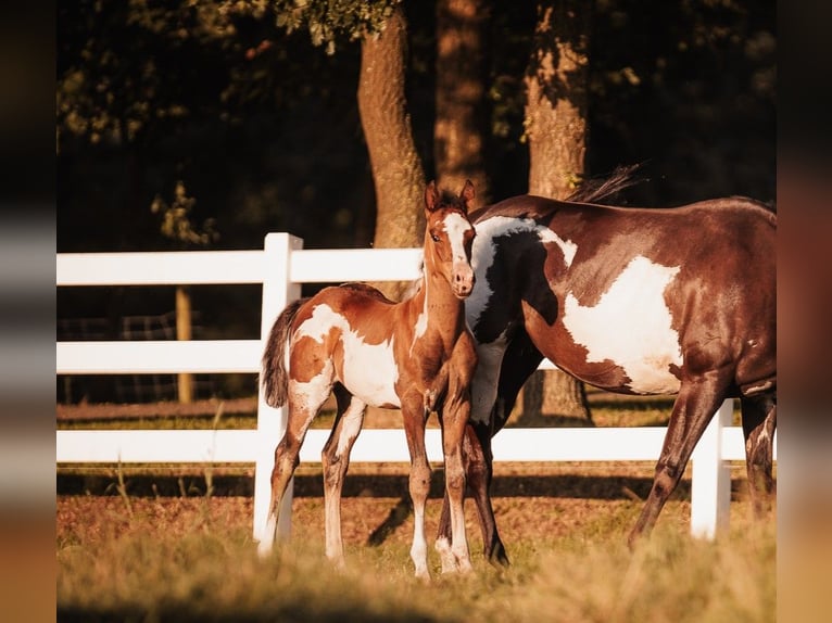 American Paint Horse Mix Gelding 1 year 15,1 hh Tobiano-all-colors in Oberhausen
