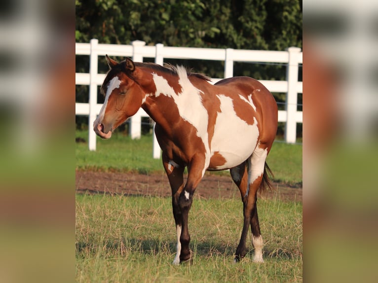 American Paint Horse Mix Gelding 1 year 15,1 hh Tobiano-all-colors in Oberhausen