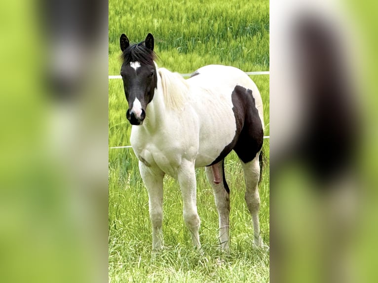 American Paint Horse Gelding 1 year 15.1 hh Tobiano-all-colors in Naumburg