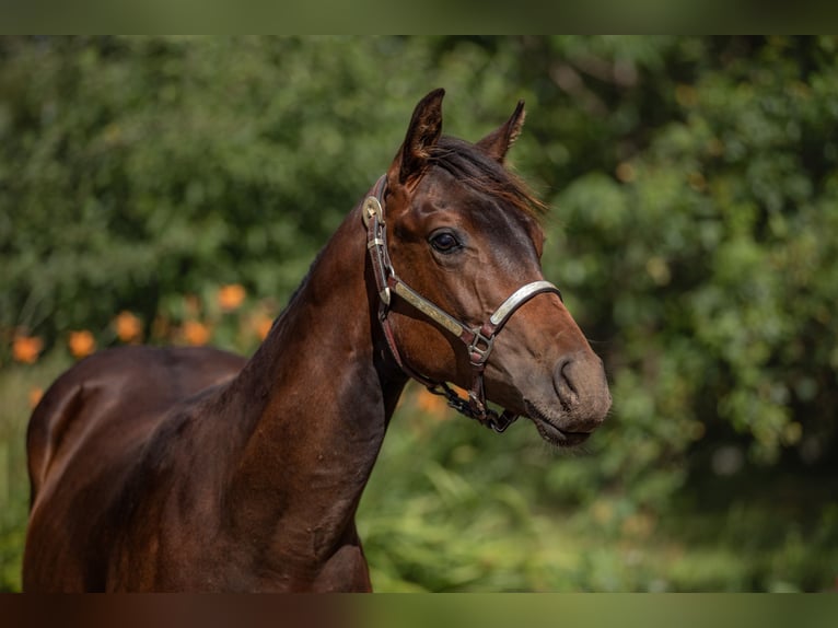 American Paint Horse Gelding 1 year 15.2 hh Bay-Dark in Zákupy