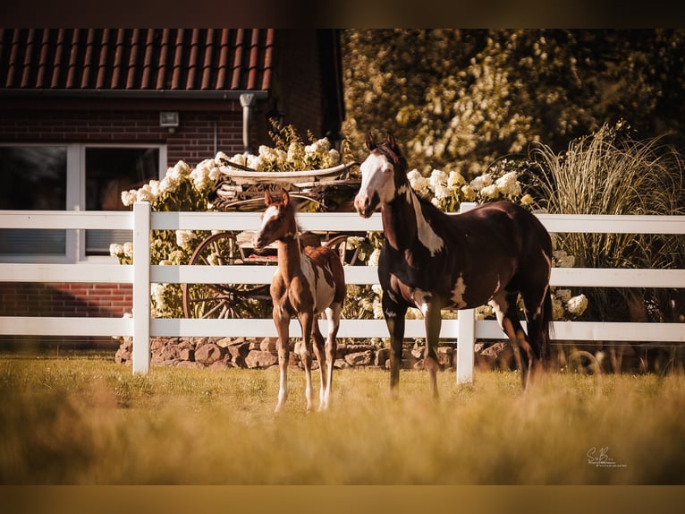 American Paint Horse Mix Gelding 1 year 15,1 hh Tobiano-all-colors in Oberhausen