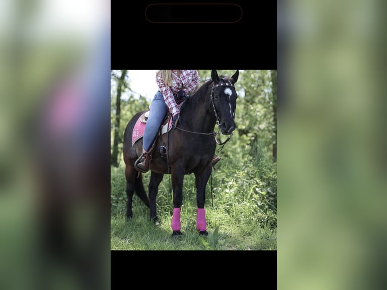 American Paint Horse Gelding 20 years 14,1 hh Black in Pohlheim