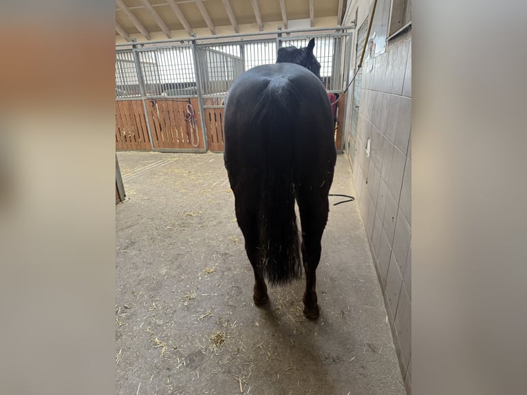 American Paint Horse Gelding 20 years 14,3 hh Chestnut in Memmingen