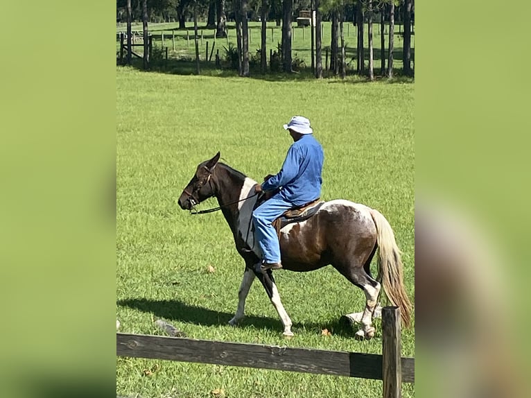 American Paint Horse Mix Gelding 20 years 15 hh Bay in Chiefland