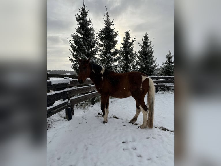 American Paint Horse Mix Gelding 20 years 16 hh Pinto in Leibertingen