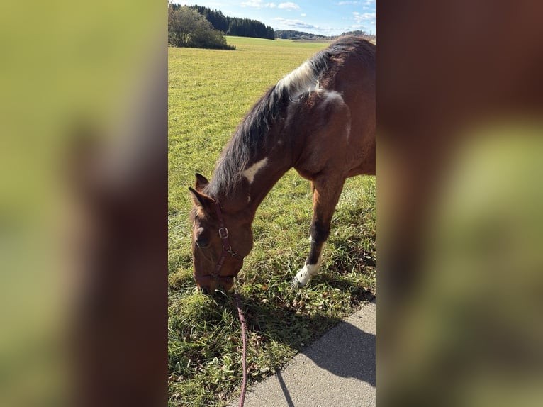 American Paint Horse Mix Gelding 20 years 16 hh Pinto in Leibertingen
