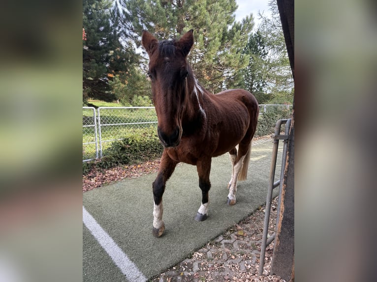 American Paint Horse Mix Gelding 20 years 16 hh Pinto in Leibertingen