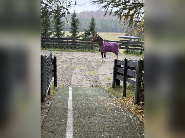 American Paint Horse Mix Gelding 20 years 16 hh Pinto in Leibertingen