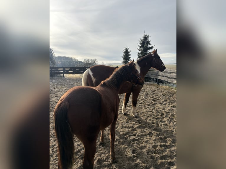 American Paint Horse Mix Gelding 20 years 16 hh Pinto in Leibertingen