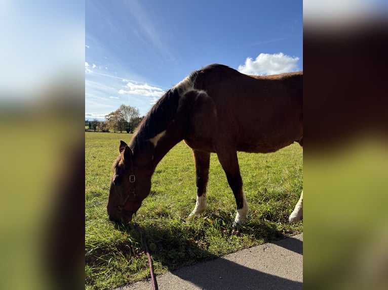 American Paint Horse Mix Gelding 20 years 16 hh Pinto in Leibertingen