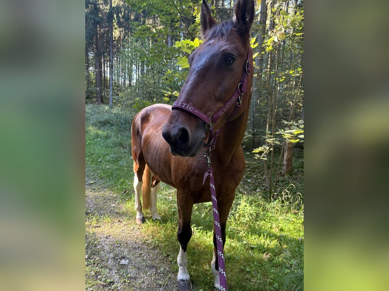 American Paint Horse Mix Gelding 20 years 16 hh Pinto in Leibertingen