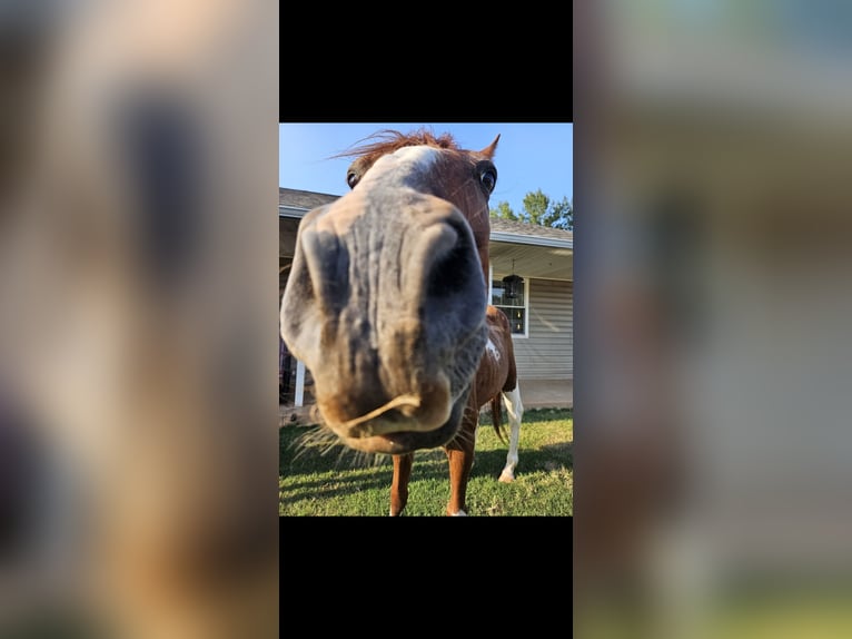 American Paint Horse Mix Gelding 21 years 18 hh Brown in Tecumseh
