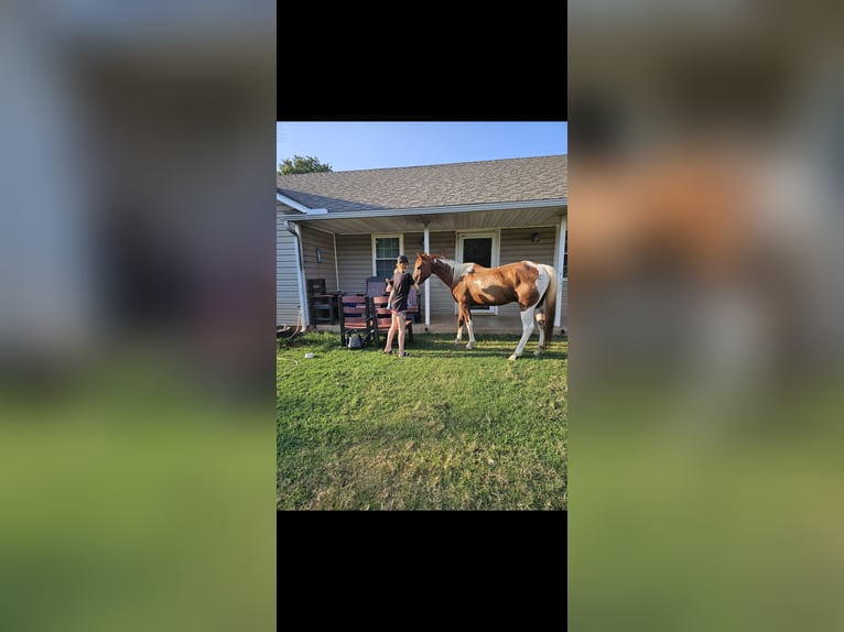 American Paint Horse Mix Gelding 21 years 18 hh Brown in Tecumseh