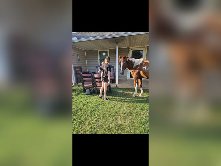 American Paint Horse Mix Gelding 21 years 18 hh Brown in Tecumseh