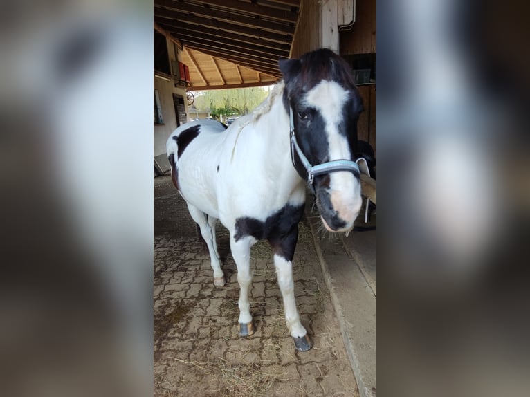 American Paint Horse Gelding 22 years 15 hh Tobiano-all-colors in Passail