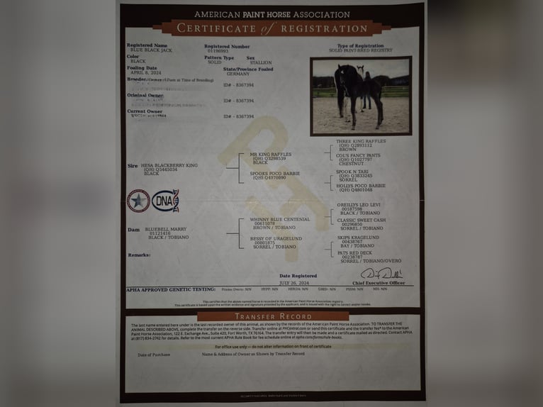 American Paint Horse Gelding 2 years 14.1 hh Black in Kirchensittenbach