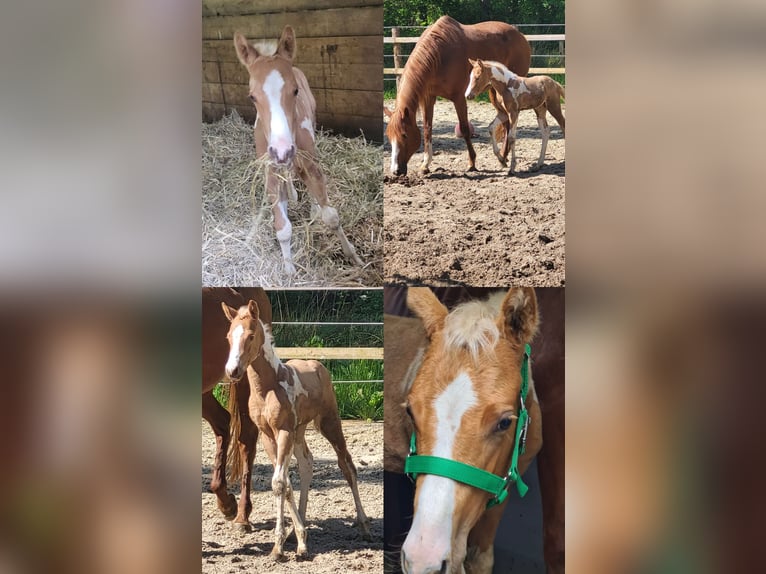 American Paint Horse Gelding 2 years 14.2 hh Palomino in Südbrookmerland VictorburSüdbrookmerland