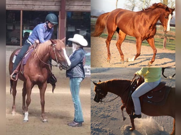 American Paint Horse Gelding 2 years 14.2 hh Palomino in Südbrookmerland VictorburSüdbrookmerland