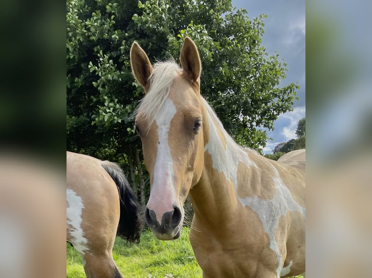 American Paint Horse Gelding 2 years 14.2 hh Palomino in Südbrookmerland VictorburSüdbrookmerland