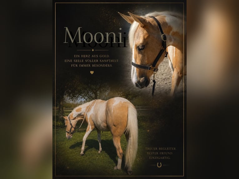 American Paint Horse Gelding 2 years 14.2 hh Palomino in Südbrookmerland VictorburSüdbrookmerland