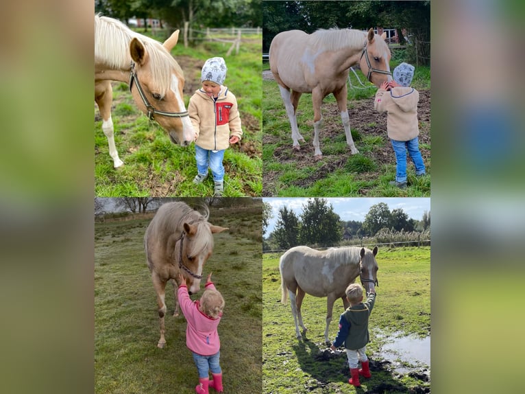 American Paint Horse Gelding 2 years 14.2 hh Palomino in Südbrookmerland VictorburSüdbrookmerland