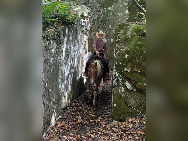 American Paint Horse Gelding 2 years 14 hh Pinto in Henderson