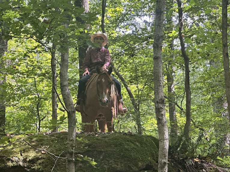 American Paint Horse Gelding 2 years 14 hh Pinto in Henderson