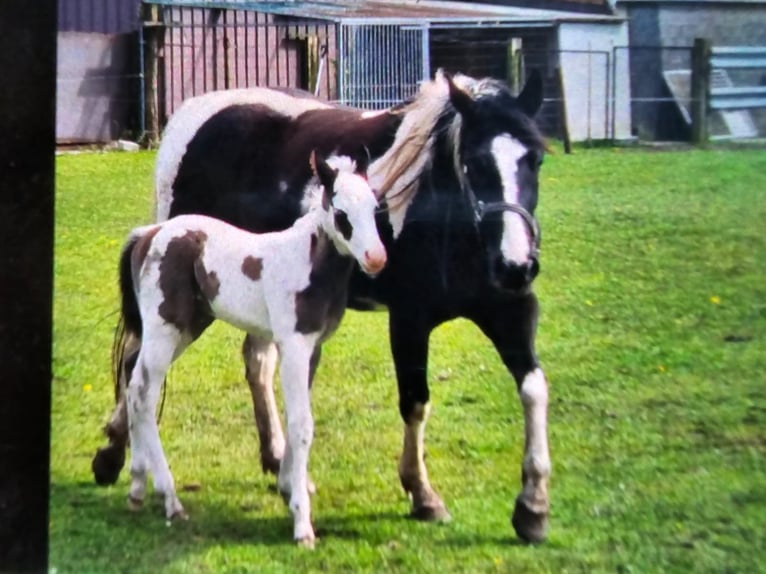 American Paint Horse Gelding 2 years 14,2 hh Tovero-all-colors in Hennef