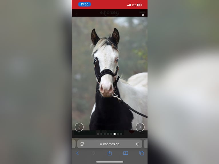 American Paint Horse Gelding 2 years 14,2 hh Tovero-all-colors in Hennef
