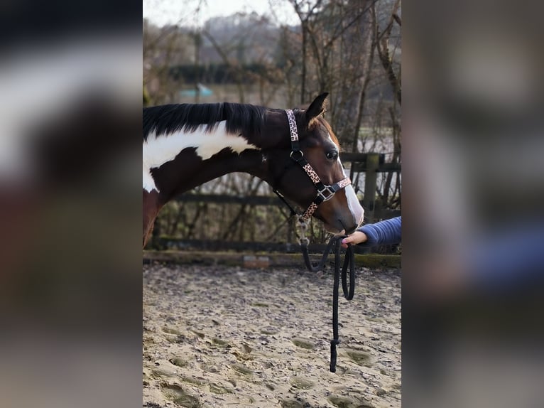 American Paint Horse Gelding 2 years 14,3 hh Overo-all-colors in Reichshof