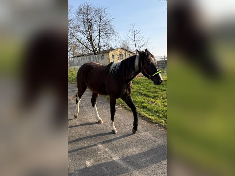 American Paint Horse Gelding 2 years 15.1 hh Buckskin in Gemünden