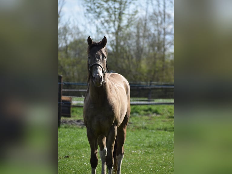 American Paint Horse Gelding 2 years 15.2 hh Champagne in Ascheberg