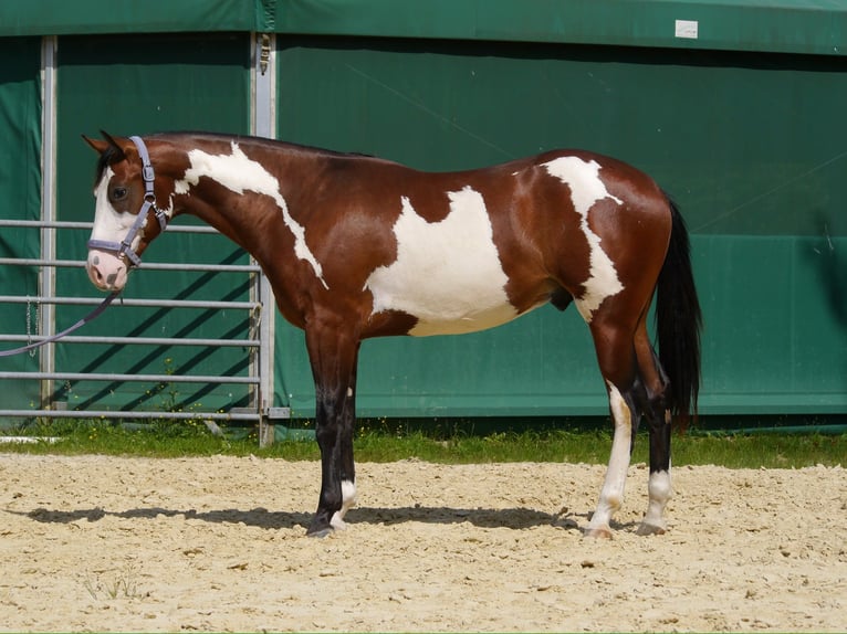American Paint Horse Gelding 2 years 15 hh Overo-all-colors in Reichshof