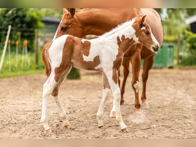 American Paint Horse Gelding 2 years 15 hh Tobiano-all-colors in Bemelen