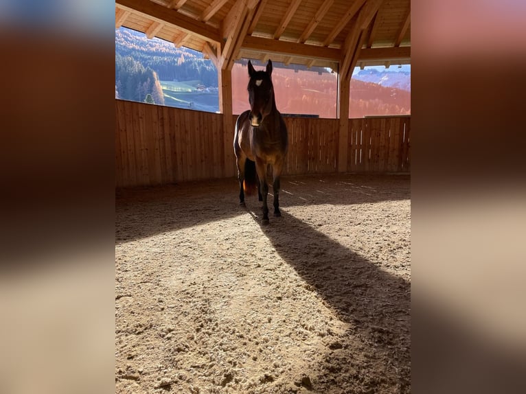 American Paint Horse Gelding 2 years Brown in Zell am See