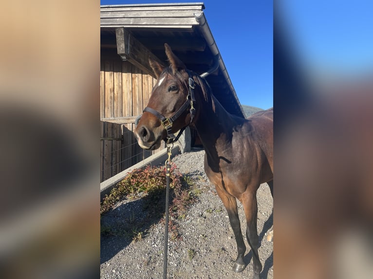 American Paint Horse Gelding 2 years Brown in Zell am See