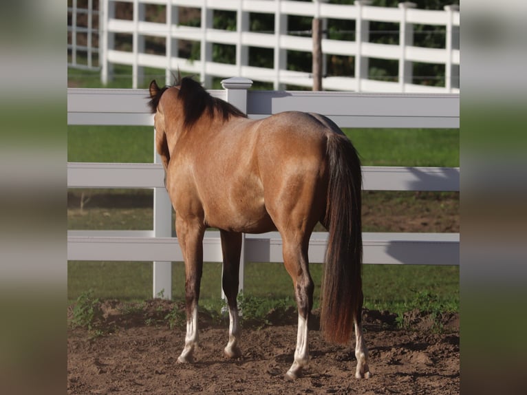 American Paint Horse Mix Gelding 3 years 14.2 hh Buckskin in Oberhausen