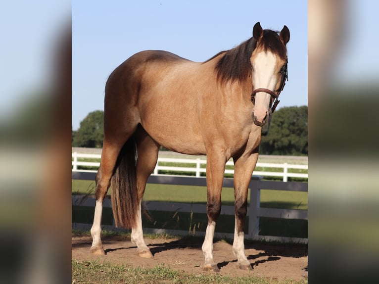 American Paint Horse Mix Gelding 3 years 14.2 hh Buckskin in Oberhausen