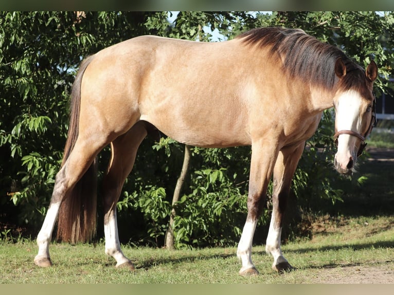 American Paint Horse Mix Gelding 3 years 14.2 hh Buckskin in Oberhausen
