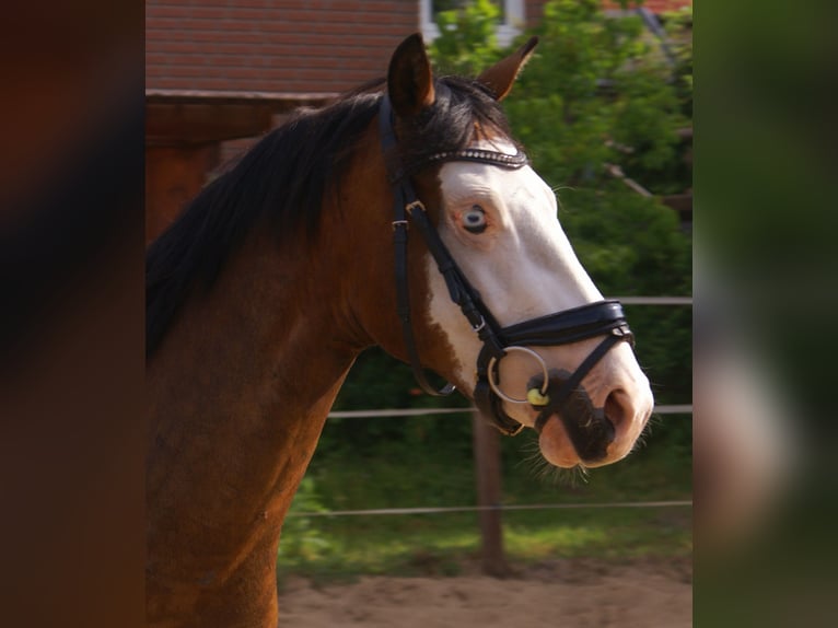 American Paint Horse Gelding 3 years 14.2 hh Overo-all-colors in Velpke