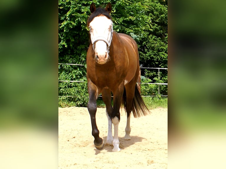 American Paint Horse Gelding 3 years 14.2 hh Overo-all-colors in Velpke
