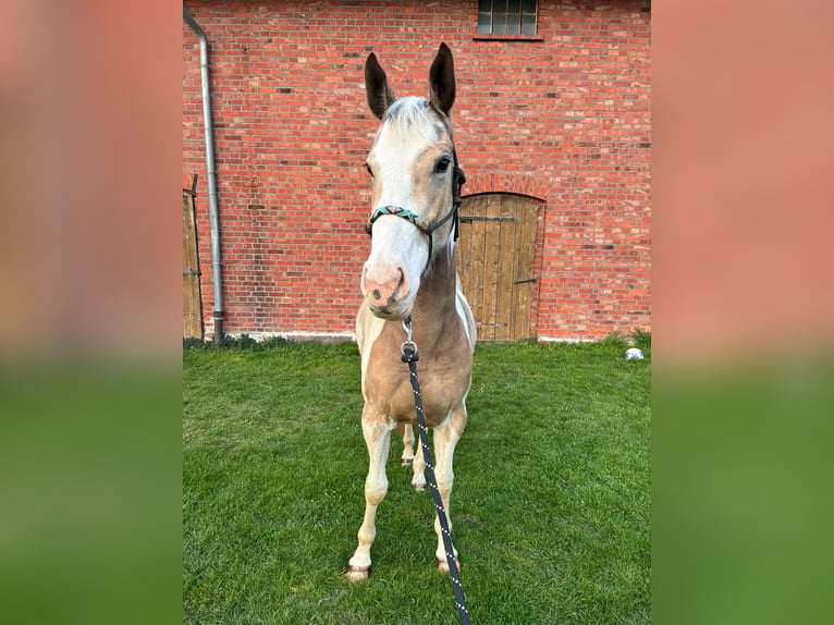 American Paint Horse Mix Gelding 3 years 14.2 hh Pinto in Marienmünster