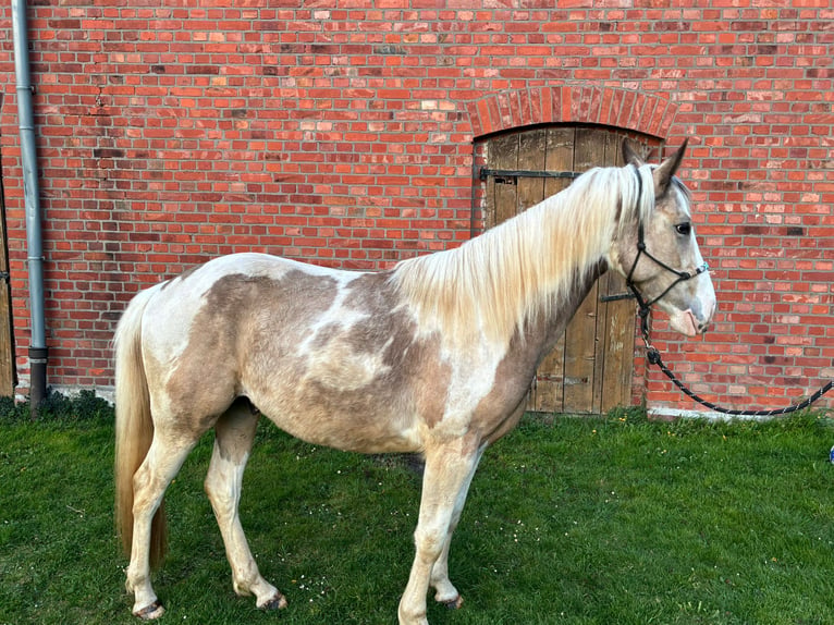 American Paint Horse Mix Gelding 3 years 14.2 hh Pinto in Marienmünster