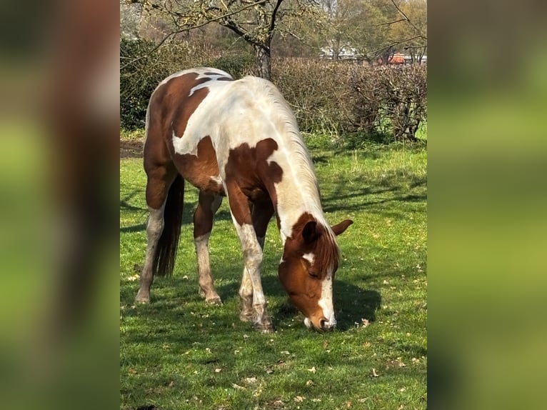 American Paint Horse Gelding 3 years 14.2 hh Tobiano-all-colors in Bemelen