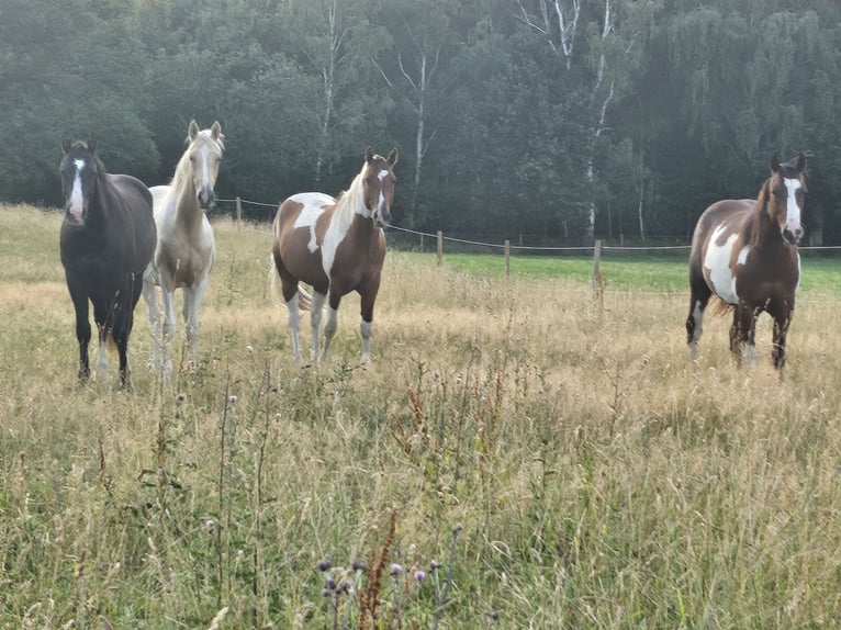 American Paint Horse Gelding 3 years 14.3 hh Pinto in Langerwehe