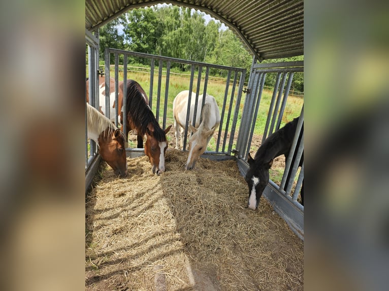 American Paint Horse Gelding 3 years 14.3 hh Pinto in Langerwehe