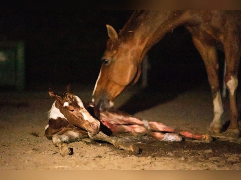 American Paint Horse Gelding 3 years 14.3 hh Tobiano-all-colors in Bemelen