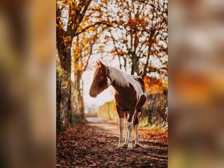 American Paint Horse Gelding 3 years 14.3 hh Tobiano-all-colors in Bemelen