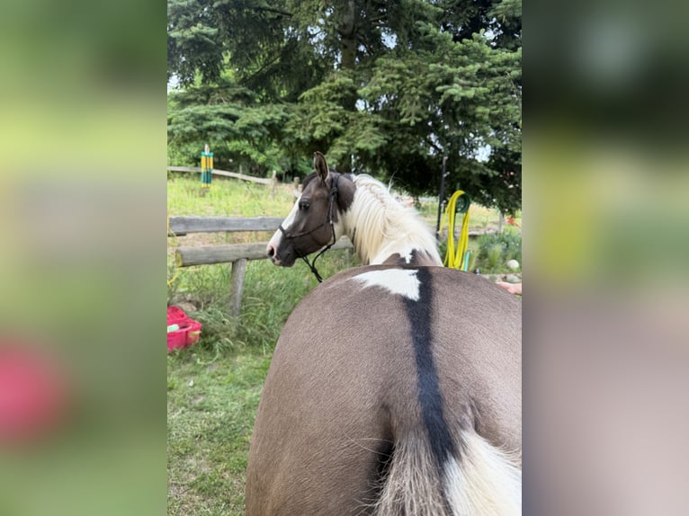 American Paint Horse Gelding 3 years 14 hh Grullo in Rosenau